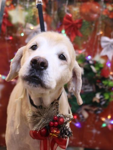 20231214ライムくん